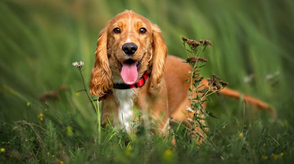 Pet Insurance for Cocker Spaniels Cocker Spaniel Care Health