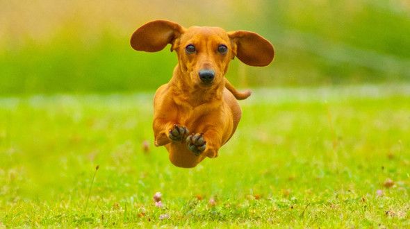 A Dachshund leaping through a field