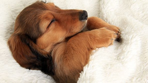 A long-haired Dachshund asleep in a blanket