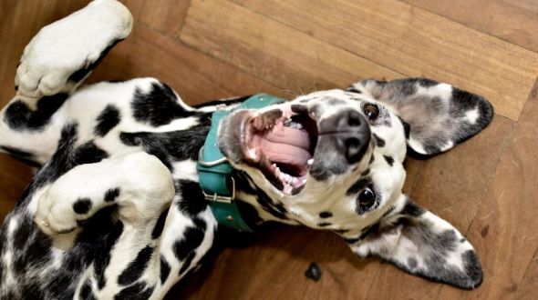 A smiling Dalmatian lying on its back