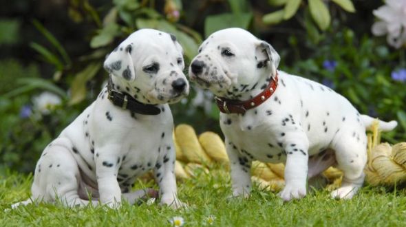 Two cute Dalmatian puppies in a garden