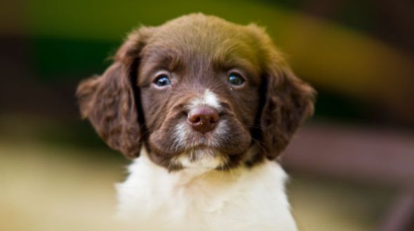 Living with 2025 a springer spaniel