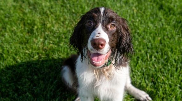 A wet and smiling English Springer Spaniel looking up at the camera