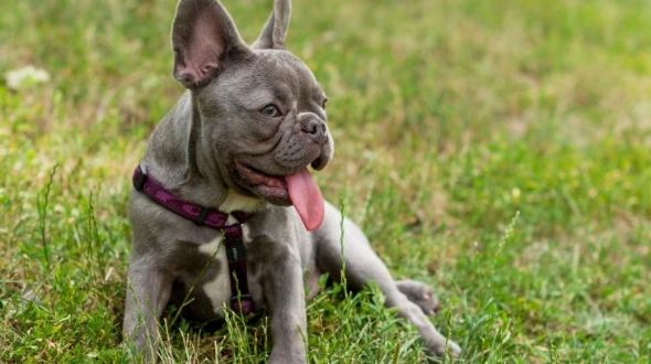 French Bulldog dog lying in the grass