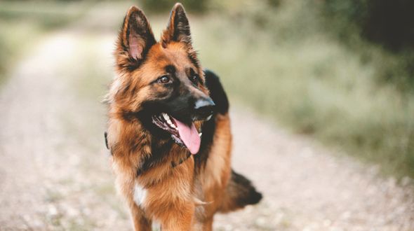 German Shepherd going for a walk