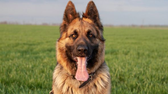 A big German Shepherd with their tongue out