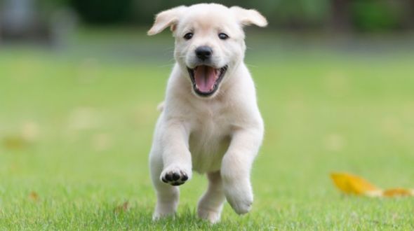 A Golden Retriever puppy bounding in a garden