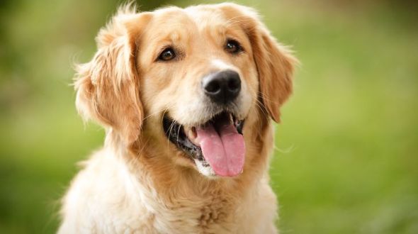 A big Golden Retriever being a good dog