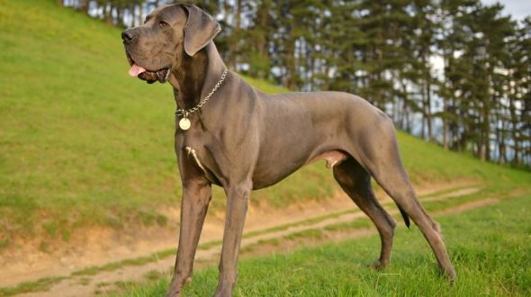Giant great dane cheap breeders