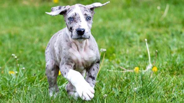 Is a great dane right for me online
