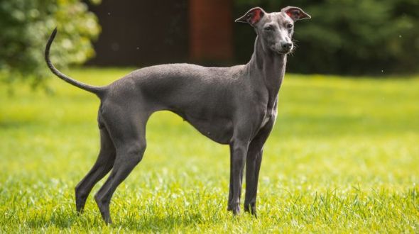 A Greyhound dog standing alert in a field