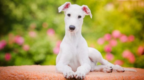 A white Greyhound puppy lying down