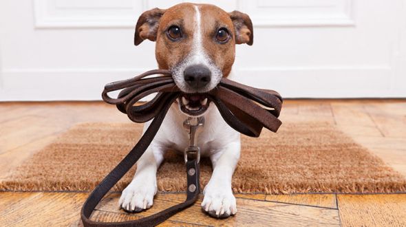 Jack Russell Insurance and Health Advice Everypaw