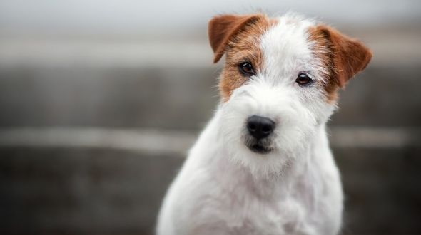 A wirehaired Jack Russell puppy