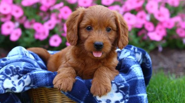 A brown Labradoodle puppy in a basket