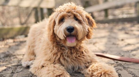 Best brush for wool coat labradoodle discount