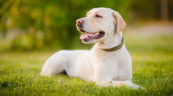 A Labrador relaxing in the sun