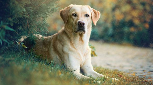 Labrador behind a tree
