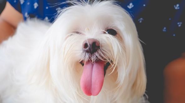 A long-haired Maltese dog with its tongue out