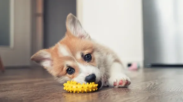 A pembroke welsh corgi puppy playing with a chew toy
