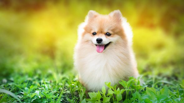 A happy Pomeranian smiling