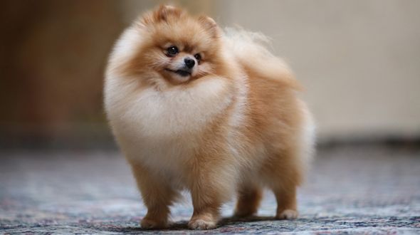 A Pomeranian puppy posing