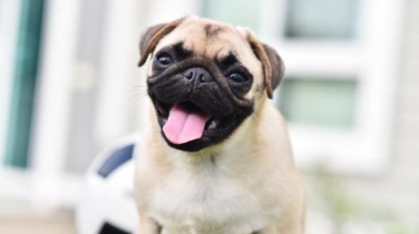A very happy Pug Puppy