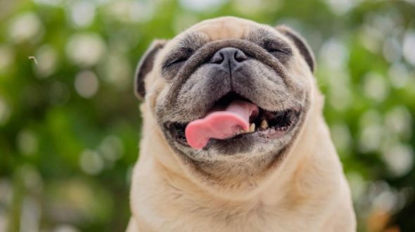 A Pug showing it's best smile