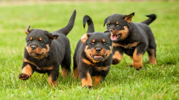 Three Rottweiler puppies running in a garden