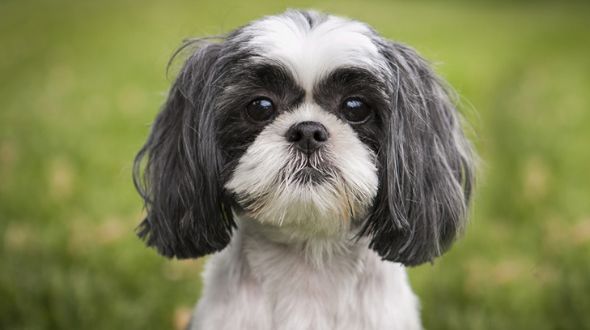 how many hours of sleep do shih tzus need