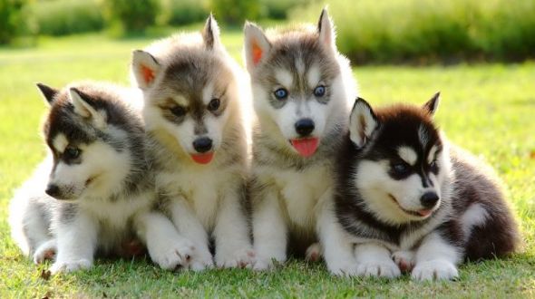 Four cute Siberian Husky puppies
