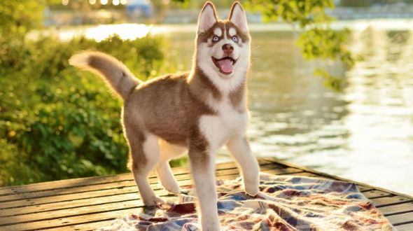 A smiling Siberian Husky standing by a lake
