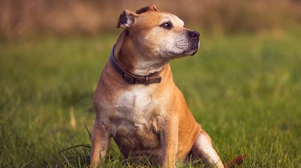 A Staffordshire Bull Terrier Puppy sitting in field