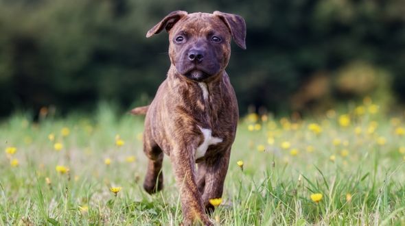 Small staffy breed top