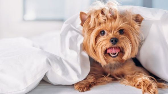 A happy Yorkshire Terrier lying in bed