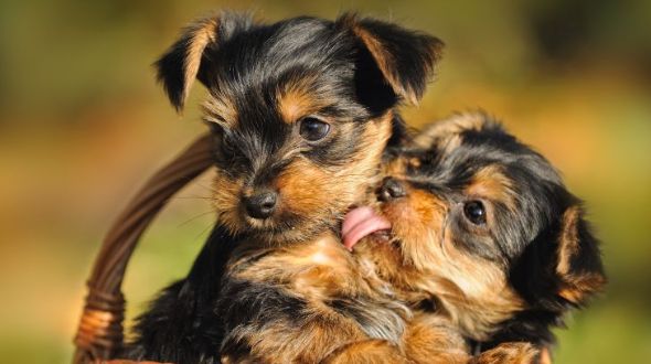 Two cute Yorkshire Terrier puppies playing and licking