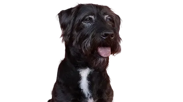 An old dog looking at pet insurance for older dogs