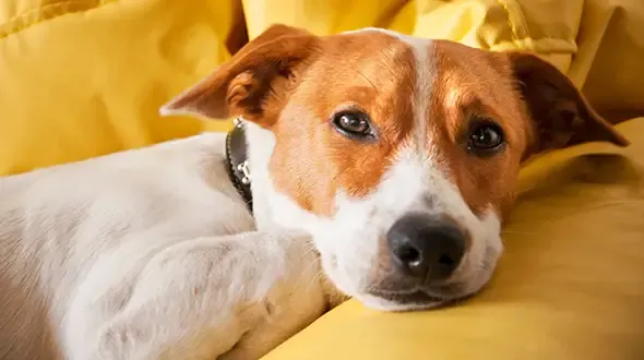 Dog Insurance claims