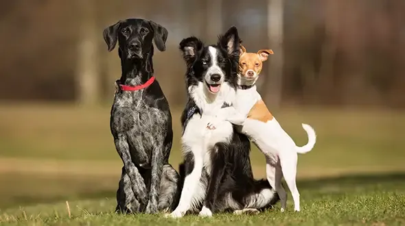 Multi-dog insurance for dogs