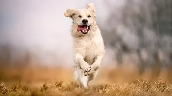 Dog Insurance quotes