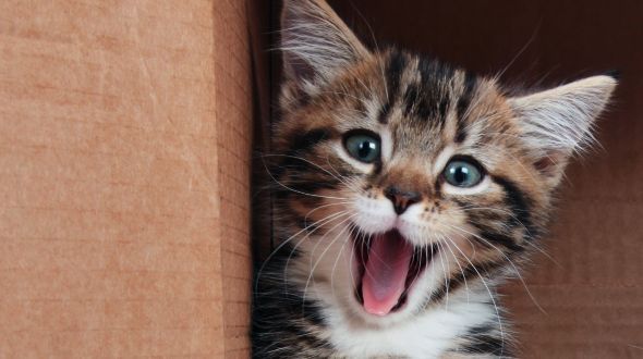 happy kitten playing in a box