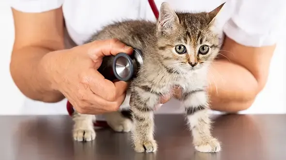 kitten insurance claims vet consultation
