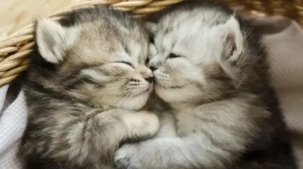 kitten insurance two kittens snuggling in bed