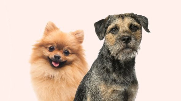 Lifetime pet 2025 insurance