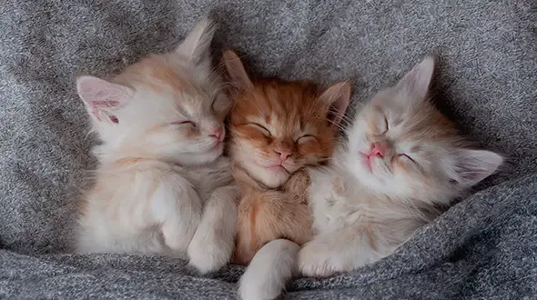 Three kittens snuggling benefits of Lifetime Pet Insurance
