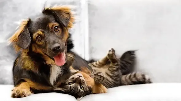 Lifetime pet insurance for dogs, cats and rabbits