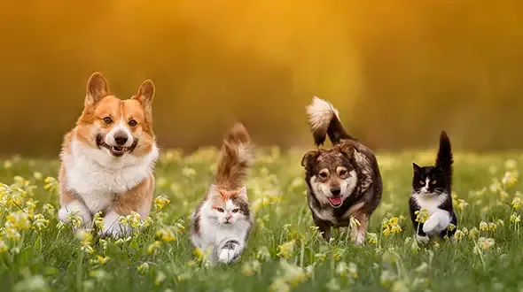 A smiling Labradoodle dog excited about multi-pet insurance