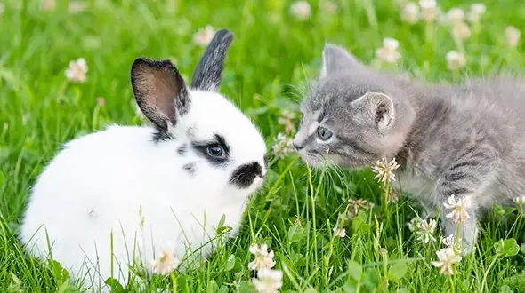 A fluffy white rabbit thinking about multi-pet insurance discount
