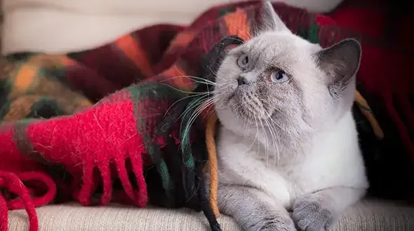 Cat relaxing under a blanket with Pet Insurance for Older Pets