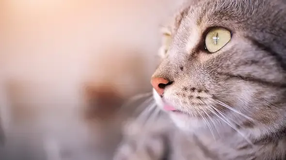 Grey cat with Older Pet Insurance
